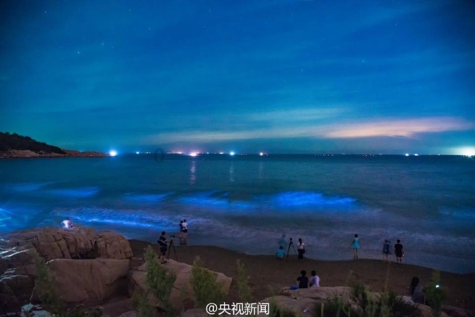 狗狗因贪吃舌头碰到碎纸机，接下来发生的事给铲屎官敲醒了警钟